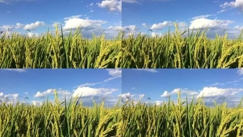 emc易倍：金龙鱼五常大米背后的品质坚守与消费者选择(图2)