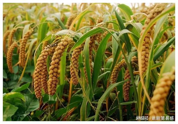 emc易倍：大寒一场雪来年五谷收啥意思？大寒下雪对五谷这么好吗(图3)