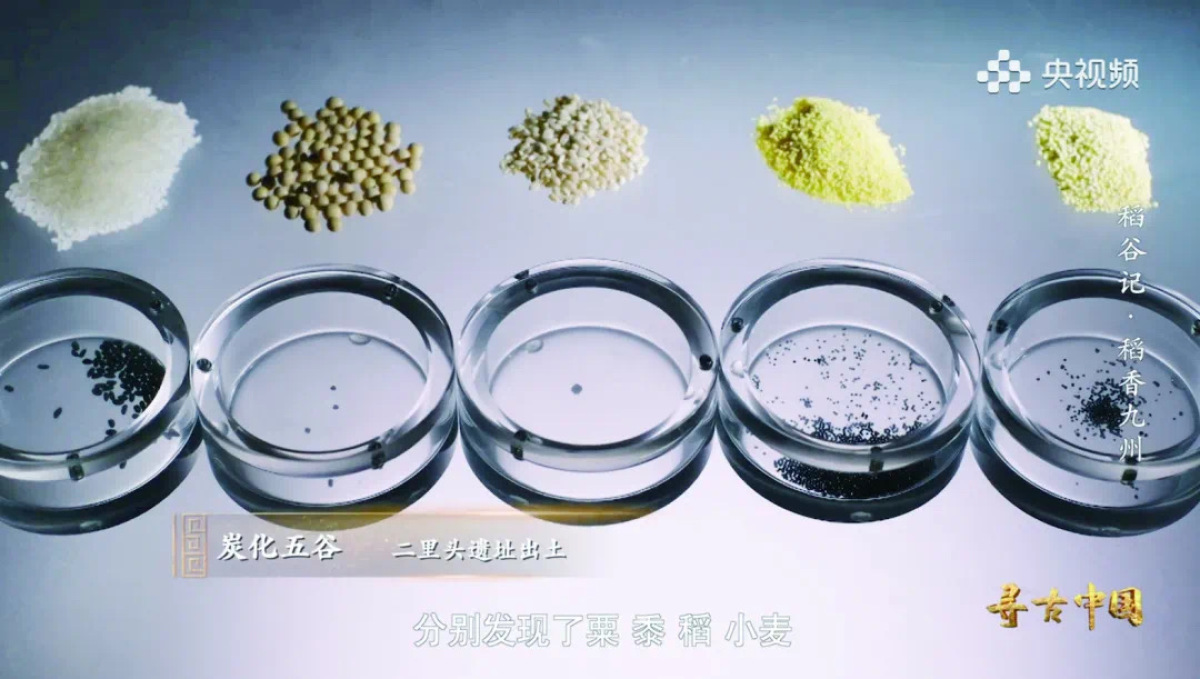 emc易倍：从中国最早的“五谷丰登” 探中华文明在河洛地区“兼收并蓄”丨行走河南 读懂中国· 文物探源(图7)